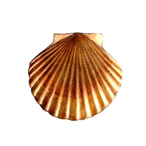 scallop prices