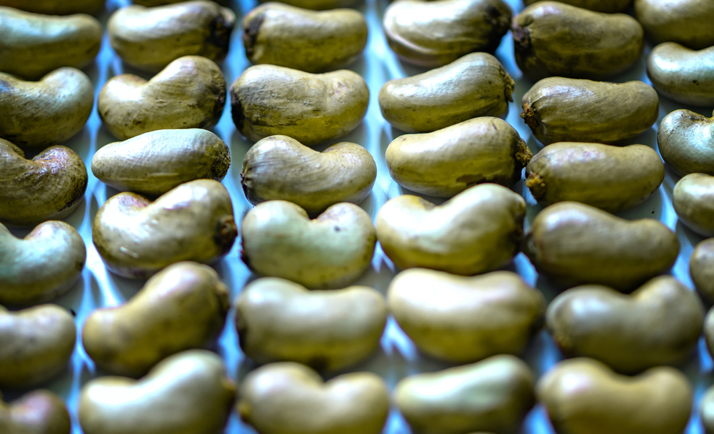 raw cashew price in india